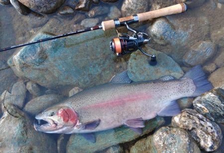 マイティーペッパー35SPで７１ｃｍ ～天…